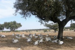 Alto Alentejo